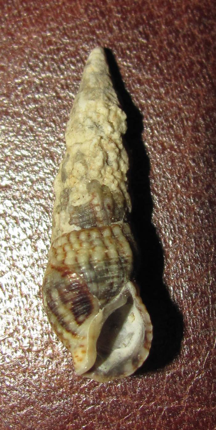 cerithium?